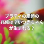 プラティの産卵（出産）の兆候は？いつ赤ちゃんが生まれる？