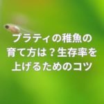 プラティの稚魚の育て方は？生存率を上げるためのコツ