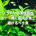 プラティの混泳相性は？一緒に飼える魚と避けるべき魚