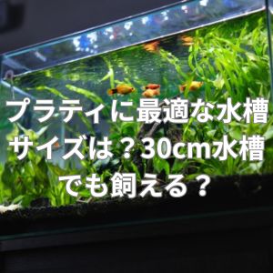 プラティに最適な水槽サイズは?30cm水槽でも飼える?